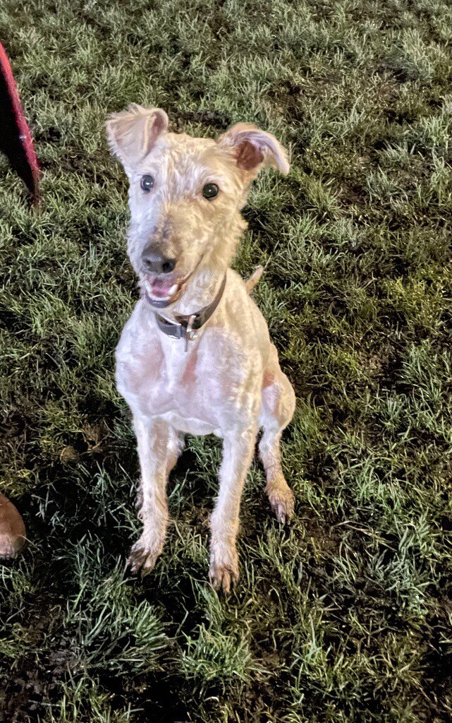 saluki for sale gumtree